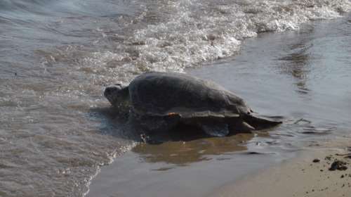 Ζάκυνθος: Αριθμός ρεκόρ φέτος για τις φωλιές της Caretta Caretta
