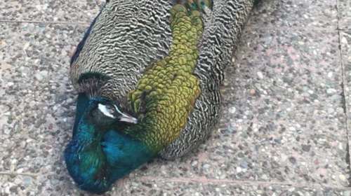 Δηλητηρίασαν τον Κυριάκο το παγώνι μασκότ της Αμφιλοχίας