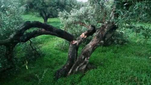 Κρήτη: Του έκοψαν «μαφιόζικα» πάνω από 100 ελιές