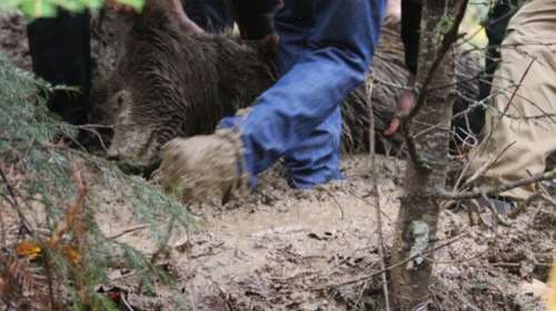 Αρκούδα βρέθηκε δηλητηριασμένη και αποκεφαλισμένη