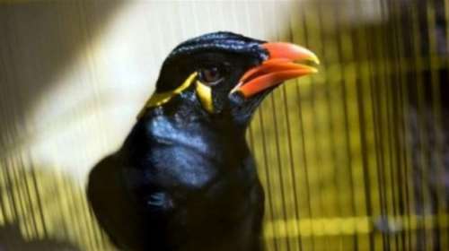 Μάινα σπείρει τον πανικό σε πτήση από τη Σιγκαπούρη στο Λονδίνο