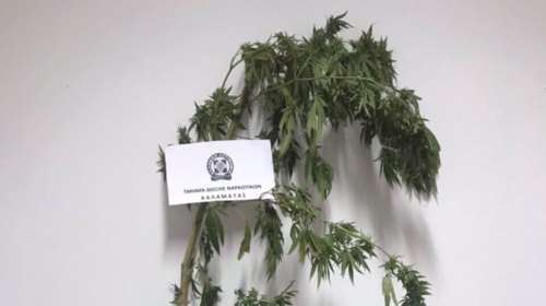 Σπείρα διακινούσε ποσότητες κάνναβης σε Αττική και Βοιωτία