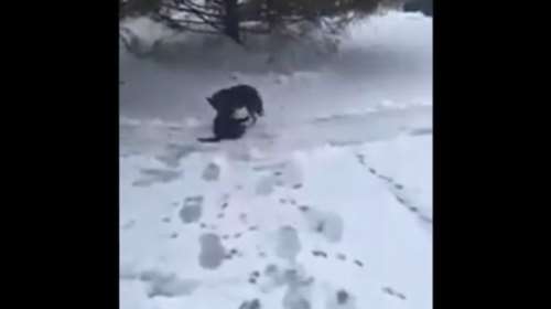 Σκύλος σώζει γάτα που ξεπαγιάζει στο χιόνι