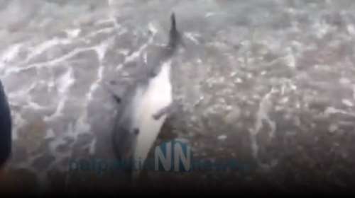 Αγωνιώδεις προσπάθειες διάσωσης δελφινιού δίπλα στην άψυχη μητέρα του