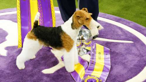 «King»: Ο νικητής του σαλονιού σκύλων στη Νέα Υόρκη