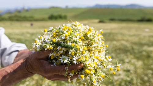 Τα 1.683 ελληνικά superfoods που αλλάζουν τη ζωή μας