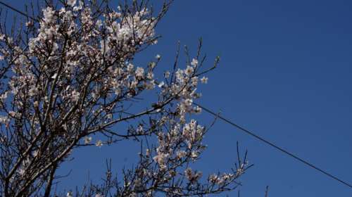 Παραμένει σε... ανοιξιάτικη διάθεση ο καιρός με λιακάδα