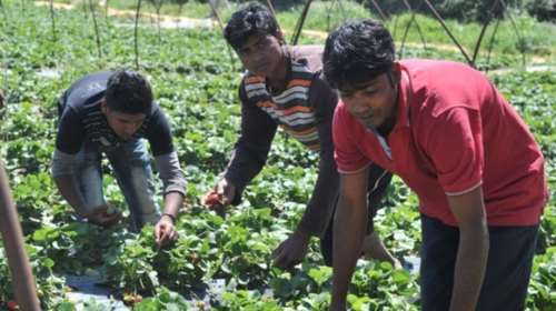 Παραμένουν τραγικές οι συνθήκες στα φραουλοχώραφα της Μανωλάδας