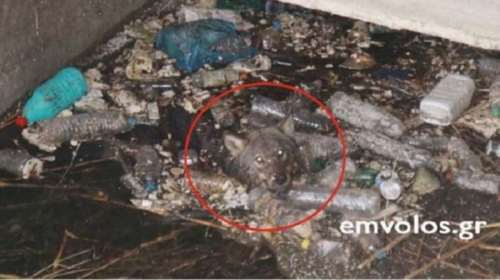 Διέσωσαν παγιδευμένο λύκο στο Πλατύ Ημαθίας [φωτό &amp; βίντεο]