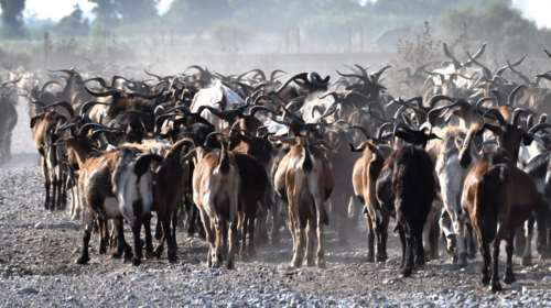 Υποψήφιοι για ένταξη στην 'Aυλη Πολιτιστική Κληρονομιά βοσκοί του Ψηλορείτη