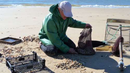 Διευκρινίσεις ΕΦΕΤ για ακατάλληλα οστρακοειδή