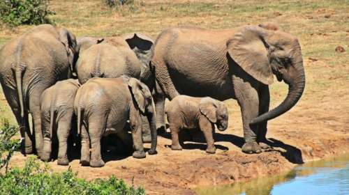 Σώθηκαν έξι ελεφαντάκια, οι &quot;Ντάμπο&quot; της Ταϊλάνδης
