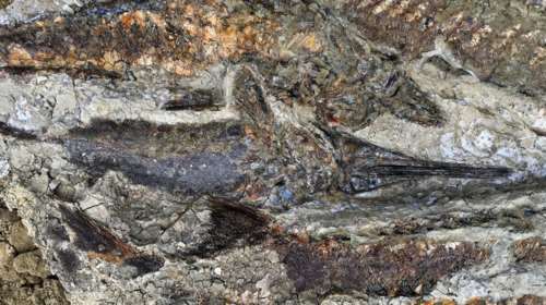 Για πρώτη φορά στο φως απολιθώματα ζώων από την ημέρα της «Αποκάλυψης»