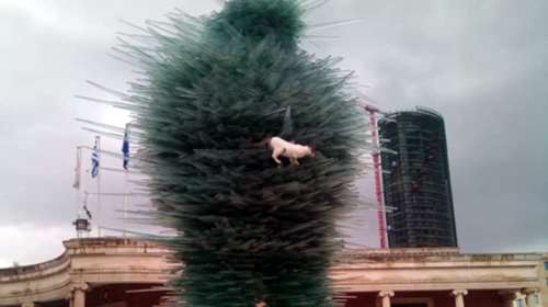 Πώς σκαρφάλωσε αυτός ο γάτος στον Ποιητή του Βαρώτσου;