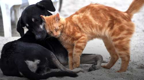 Παγκόσμια Ημέρα των Αδέσποτων: Μια ευκαιρία ζωής υιοθετώντας ένα ζώο