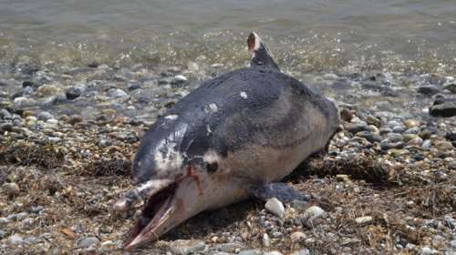 Νεκρά δελφίνια στο Αιγαίο μετά την τουρκική άσκηση «Γαλάζια Πατρίδα»