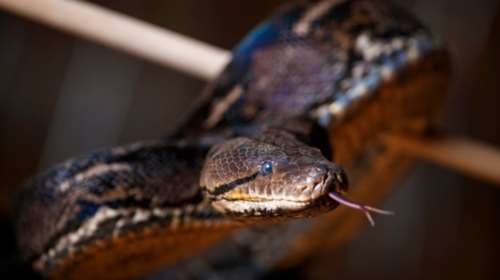 Γιγαντιαίων διαστάσεων πύθωνας 64 κιλών αιχμαλωτίστηκε στη Φλόριντα