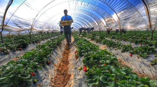 ΕΛΓΑ: Μ. Τρίτη αποζημιώσεις 8,6 εκατ. ευρώ και ενισχύσεις 1,2 εκατ. ευρώ