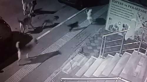 Γάτα τα βάζει και νικά αγέλη αδέσποτων σκύλων στην Τουρκία [βίντεο]