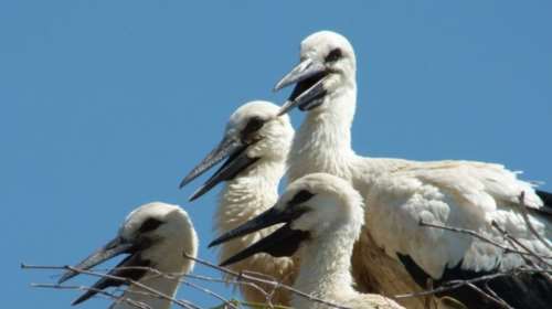 Το Κέντρο Διάσωσης Άγριας Ζωής των Πράσινων Βαλκανίων απελευθέρωσε στη φύση 24 πελαργούς