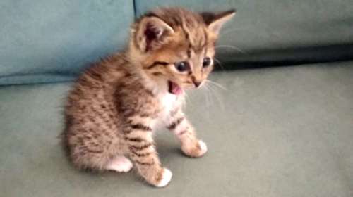 Κτηνωδία στην Κρήτη: «Σούβλισαν» γατάκι τη Μεγάλη Παρασκευή