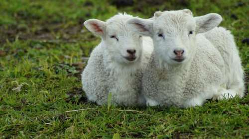 Ντροπή: Εκκλησία έκανε λαχειοφόρο αγορά και έδινε δώρο... αρνάκι - Το είχαν δεμένο στην αυλή