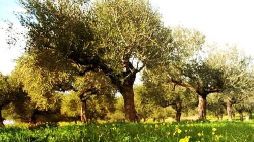 Έλληνας ελαιοπαραγωγός με ρεκόρ 100 διεθνών βραβείων