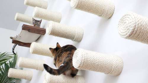 &quot;Παιδότοπος&quot; για γάτες (φωτό)