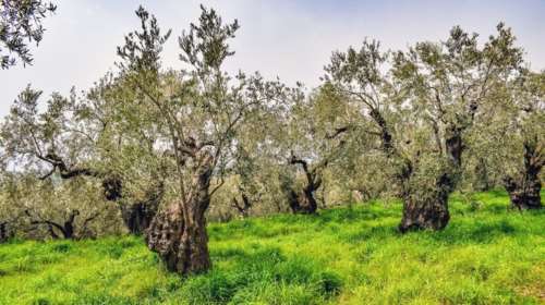 Το βακτήριο που απειλεί τις ελιές σε όλη την Ευρώπη