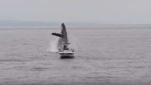 Το βίντεο που έγινε viral: Φάλαινα δίπλα σε βάρκα ψαρά