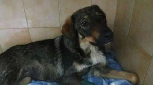 Κέρκυρα: «Βαριά καμπάνα» για 67χρονο που πυροβόλησε το σκύλο του