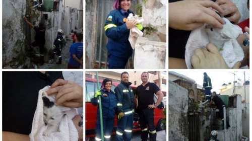 Πυροσβέστες έσωσαν εγκλωβισμένο γατάκι που έκλαιγε σπαρακτικά στο Ηράκλειο