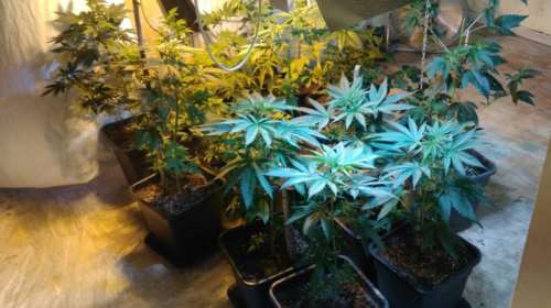 Ηράκλειο: Συνελήφθη 58χρονος για κατοχή δενδυλλίων κάνναβης