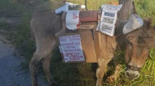 Εγκατέλειψαν γαϊδουράκι με "κάλπη"  χωρίς νερό &amp; φαγητό (φωτό)