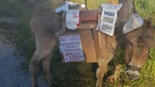 Εγκατέλειψαν γαϊδαράκο με &quot;κάλπη&quot; στην πλάτη επί μέρες χωρίς νερό &amp; φαγητό