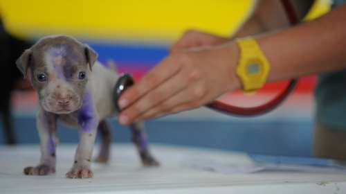 Λονδίνο: Από αρχαιολόγους σε κτηνίατρους, διευρύνει των κατάλογο μεταναστών