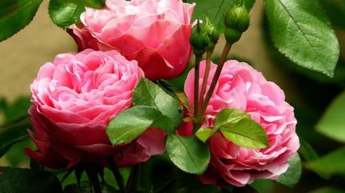 Βάλτε φυτά και λουλούδια γύρω σας για λιγότερο στρες και πόνο