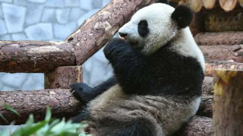 Γεννήθηκε το πρώτο μωρό πάντα της χρονιάς σε καθεστώς αιχμαλωσίας