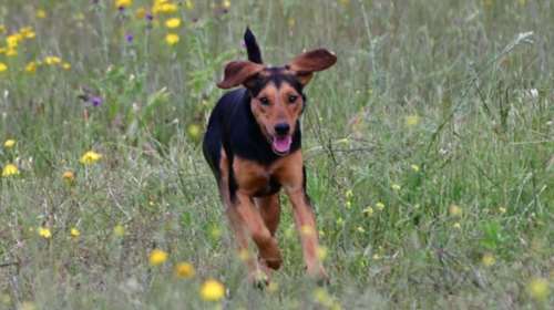 Αγχωμένο το αφεντικό αγχωμένος και ο σκύλος