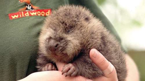 Πολωνία: Οι «αφροδισιακοί» κάστορες είναι κατάλληλοι για τροφή