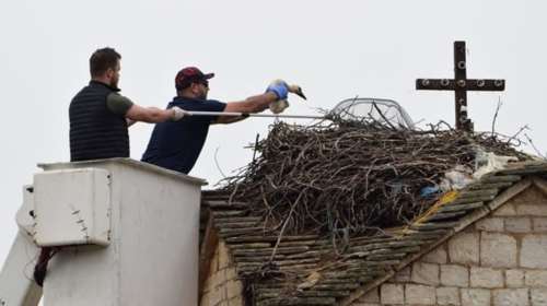 Οι πελαργοί της Παμβώτιδας πήραν τη δική τους &quot;ταυτότητα&quot;