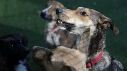 Είκοσι εκατ. ευρώ στους δήμους για καταφύγια αδέσποτων ζώων