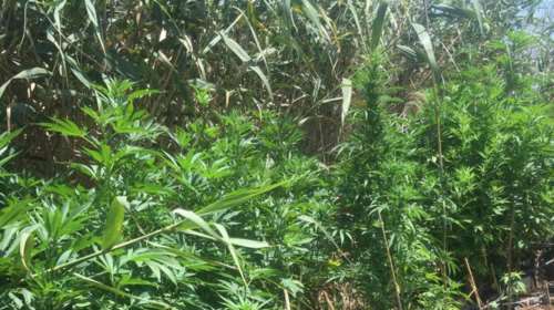 Φυτεία κάνναβης με 1.660 δενδρύλλια στη Μάνη