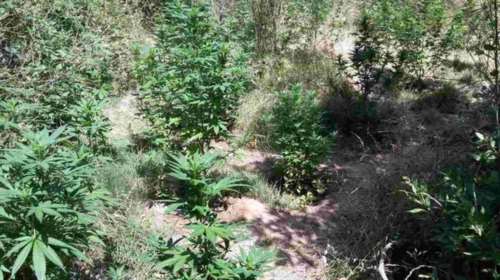 Φυτείες με δενδρύλλια κάνναβης εντοπίστηκαν στα Κύθηρα