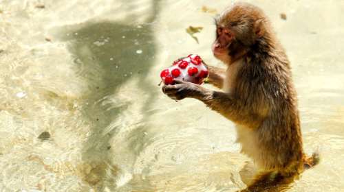 Συνεχίζεται ο καύσωνας στην Ευρώπη: Ψάχνοντας στιγμές δροσιάς