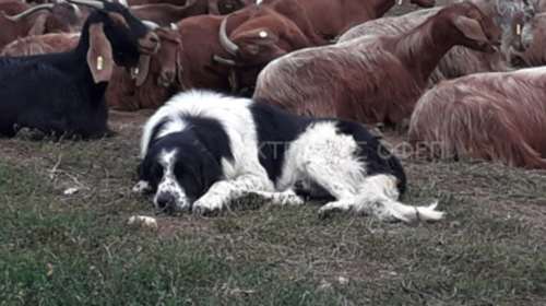 Χαλκιδική: Οκτώ μήνες φυλακή σε κυνηγούς που δηλητηρίασαν επτά σκύλους