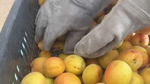 Θεσσαλονίκη: Βρήκαν οχιά σε καφάσι από βερύκοκα