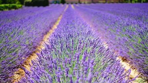 Λεβάντα, μια καλλιέργεια που κερδίζει συνεχώς έδαφος στην Ελλάδα