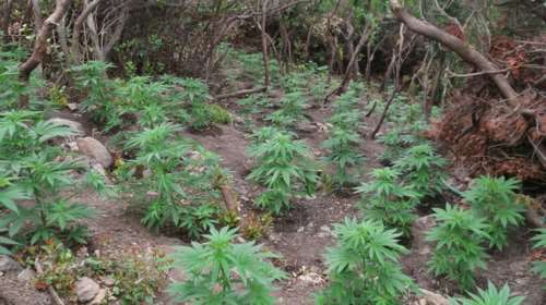 Φυτεία με 375 δενδρύλλια κάνναβης στον Αποκόρωνα