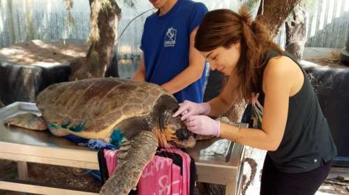 Ειρήνη Κασιμάτη: Η. ηρωίδα των θαλάσσιων χελωνών στην Ελλάδα